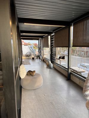Whiskers & Wine Cat Cafe by null