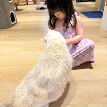 Cat Café MOFF - Themed Cafes Near Me - Honolulu, Hawaii Cat Café MOFF - Themed Cafes Near Me - Honolulu, Hawaii