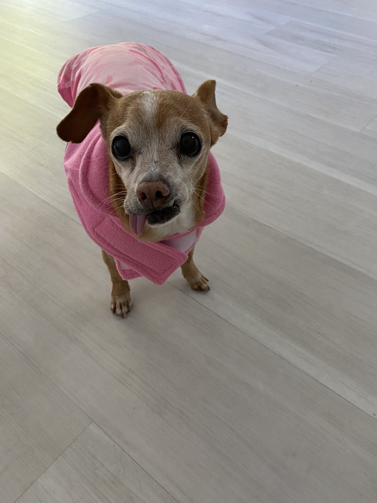 MUST LOVE DOGS MOBILE DOG GROOMING Updated September 2024 1209