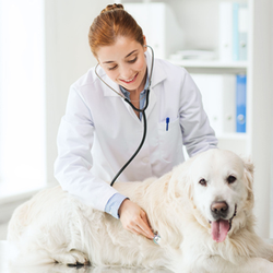 Happy Tails Veterinary Hospital