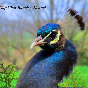 Gap View Ranch and Kennel - Pet Breeders Near Me - Broadway, Virginia