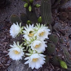 California Native and Cactus Garden