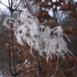 Bleibtreusee - Die filigranen Früchte der Waldrebe begleiten uns durch den Winter