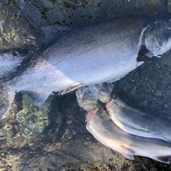Fred's Custom Tackle - Monster Coho landed in 2020. ...Gutted in this photo!!
