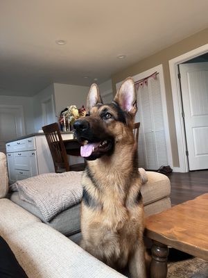 The Canine Class Room