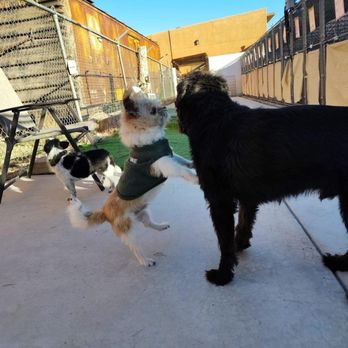 Pet Bnd - The best photo  they look like they were king fu fighting - Pet Boarding Near Me - Albuquerque, New Mexico