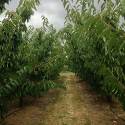 Platinum Ridge Orchard
