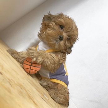 Kb pupps - #Male Shorkie Rehomed - Pet Breeders Near Me - Fairborn, Ohio Kb pupps - #Male Shorkie Rehomed - Pet Breeders Near Me - Fairborn, Ohio