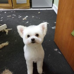 Sweet On Pets