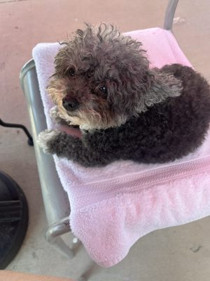 Via 313 Pizza by null