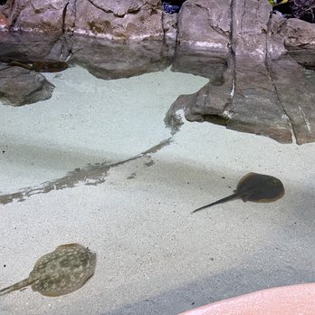 Living Shores Aquarium - Aquariums Near Me - Glen, New Hampshire