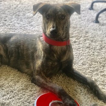 Refined K9 Dog Training - Pet Training Near Me Refined K9 Dog Training - Pet Training Near Me