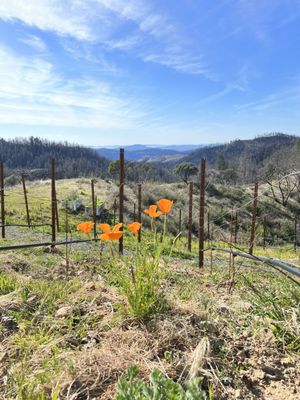 terra valentine winery by null