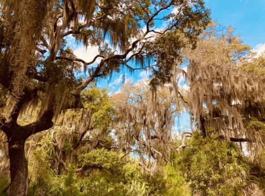 Cannon's Point Preserve by null