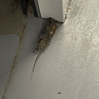 SmartStop Self Storage  - Dead mouse from inside my unit. - Self Storage Near Me - Sacramento, California