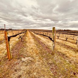 The vines The vines