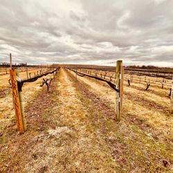 Weathered Vineyards - The vines