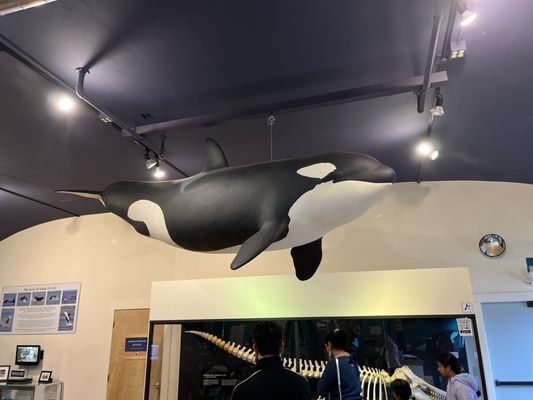 The Whale Museum by null