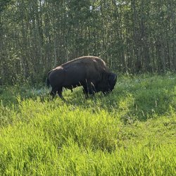 Elk Island National Park - Third bison