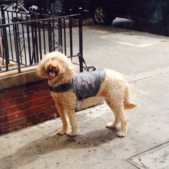 Love Cafe - My pup waiting for us out front while we grab our chai zings! - Coffee & Tea Near Me - New York, New York Love Cafe - My pup waiting for us out front while we grab our chai zings! - Coffee & Tea Near Me - New York, New York