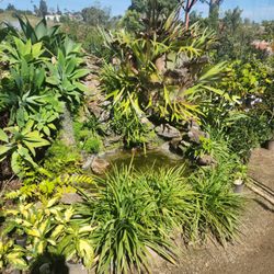 El Plantio Nursery & Landscaping - Plants