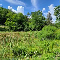 Sinnemahoning State Park - Along the trail near wildlife viewing area