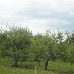 Benoit Orchards