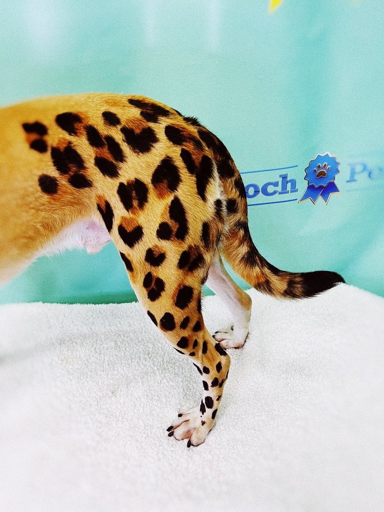 GROOMED BY ADRIAN Updated September 2024 11 Photos 3351 Kabel Dr, New Orleans, Louisiana