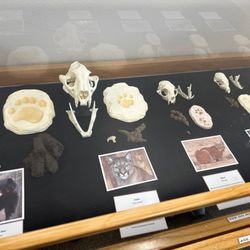 Amistad National Recreation Area - Loved the tracks and skulls.