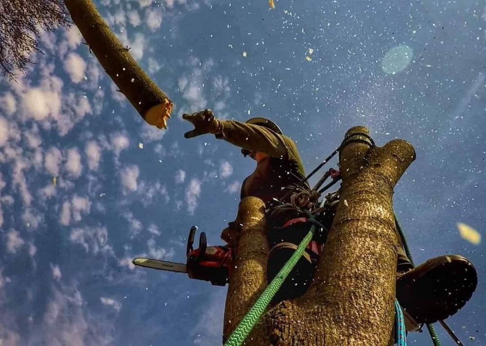 Perkins Tree Service - tree service in Pittsburgh, PA