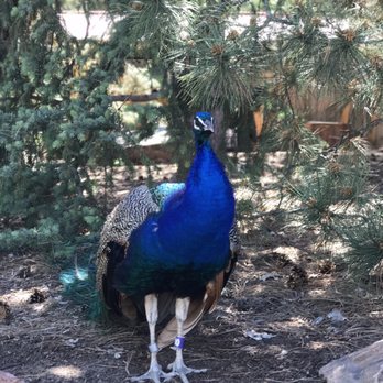 Denver Zoo - Zoos Near Me - Denver, Colorado Denver Zoo - Zoos Near Me - Denver, Colorado