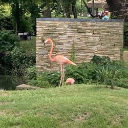 Louisiana Purchase Gardens & Zoo - Flamingo