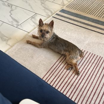 Luxe Pet Oasis - Tiny dog laying on rug - Pet Sitting Near Me