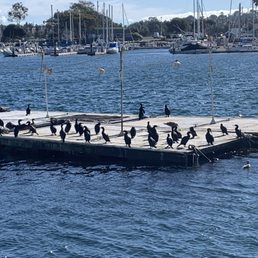 Birds Birds