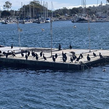 Legacy Whale Watch - Birds - Whale Watching Tours Near Me - San Diego, California Legacy Whale Watch - Birds - Whale Watching Tours Near Me - San Diego, California