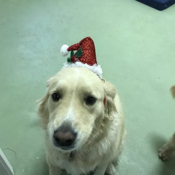 Paw Tenders - Happy Holiday Ellie Pup - Pet Training Near Me - Dallas, Texas Paw Tenders - Happy Holiday Ellie Pup - Pet Training Near Me - Dallas, Texas