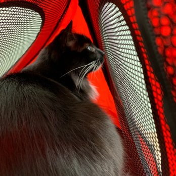 Cole Animal Clinic 31 Photos 24 Reviews Veterinarians 901 N Federal Hwy Boca Raton Fl Phone Number