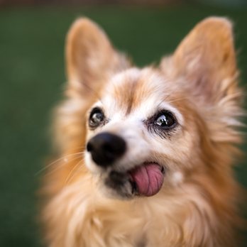 Dog Inspired Photography - Pet Photography Near Me