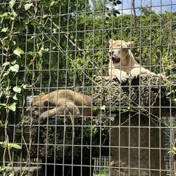 Zoological Wildlife Foundation