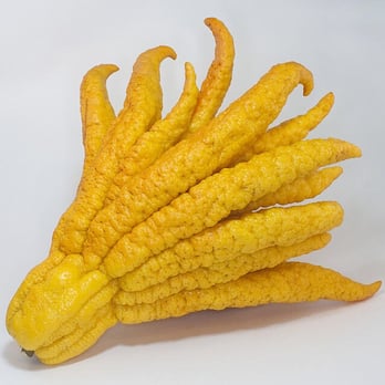 Union Market - Buddha's Hand, a fruit in their produce section in December 2015. - Grocery Near Me - New York, New York Union Market - Buddha's Hand, a fruit in their produce section in December 2015. - Grocery Near Me - New York, New York