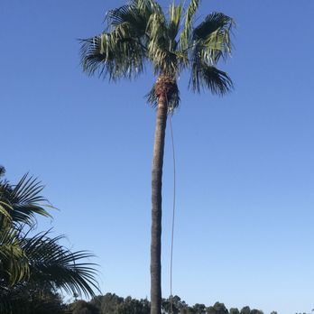 Vista Del Rey Tree Services - Tree Services Near Me - Vista, California Vista Del Rey Tree Services - Tree Services Near Me - Vista, California