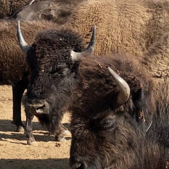 Custer State Park - Parks Near Me - Custer, South Dakota