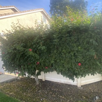 Lawn By Twins - Tree Services Near Me Lawn By Twins - Tree Services Near Me