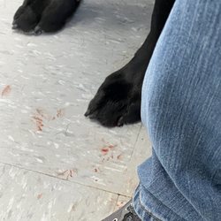 Mallard Pointe Kennels