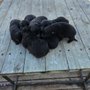 Photo of SmithFarms German Shepherds