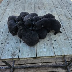 SmithFarms German Shepherds
