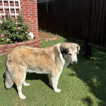 Pet Parlor - Nugget - Pet Groomers Near Me - Keller, Texas Pet Parlor - Nugget - Pet Groomers Near Me - Keller, Texas