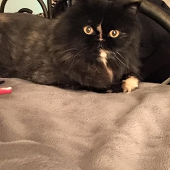Plush Pad - Lilly Lou after her grooming app - Pet Stores Near Me - Austin, Texas