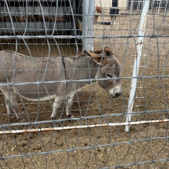 Wishing Star Farm - Sweetest and cutest donkey in the whole world - Kids Activities Near Me - Calhan, Colorado Wishing Star Farm - Sweetest and cutest donkey in the whole world - Kids Activities Near Me - Calhan, Colorado