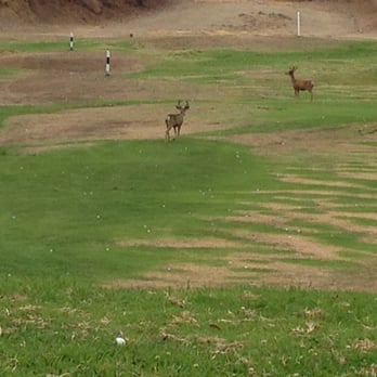 DeBell Golf Course - Deer on the driving range. - Golf Near Me - Burbank, California DeBell Golf Course - Deer on the driving range. - Golf Near Me - Burbank, California